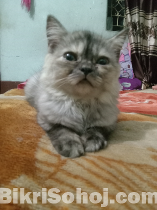 Traditional Persian cat